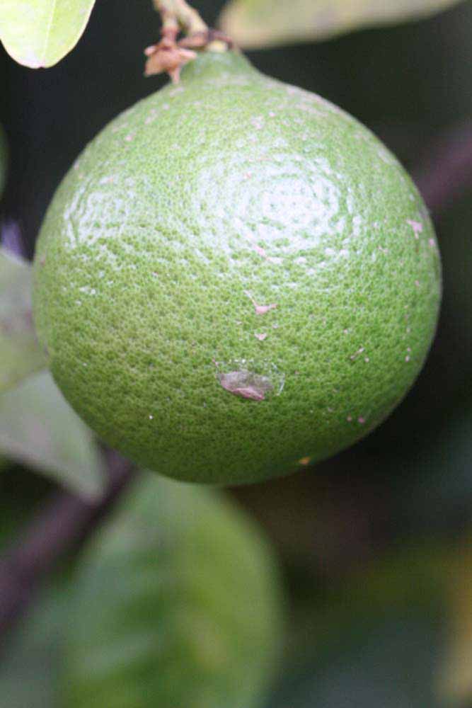            Immature fruit (Riverside, CA)   